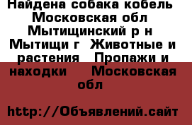 Найдена собака кобель - Московская обл., Мытищинский р-н, Мытищи г. Животные и растения » Пропажи и находки   . Московская обл.